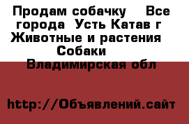 Продам собачку  - Все города, Усть-Катав г. Животные и растения » Собаки   . Владимирская обл.